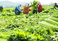 守着"菜篮子"为啥还吃高价菜?