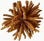 食药监警示冬虫夏草砷超标