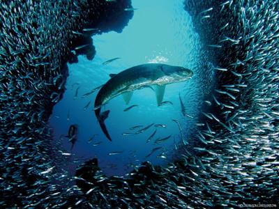 专家建议：“蓝碳计划”应成为“海上丝路”建设重要推动力