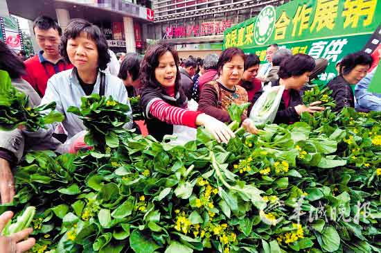 广州菜价“涨上天” 1公斤菜心50元