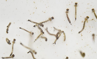 如何保护自己远离寨卡病毒