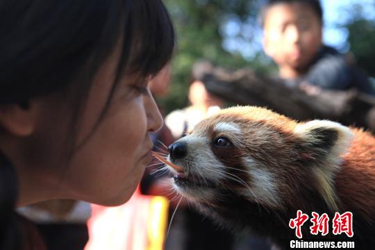 云南小熊猫与游客“接吻”受欢迎 猴子被“冷落”