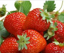 蓝莓有延缓衰老功效 不妨自制蓝莓汁