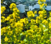 春天已经到来 油菜花海那么多该去哪?(图)