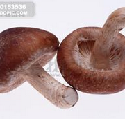 蘑菇不为人知四功效：平菇降脂草菇解毒