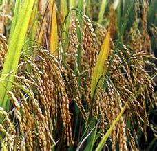 中储粮完成2015年度中晚稻托市收购3033万吨