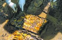 故宫将用科技手段保护海昏侯墓出土文物