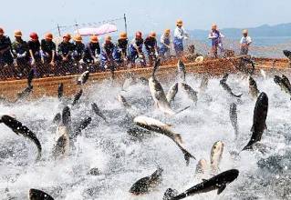 大黄鱼育种国家重点实验室揭牌