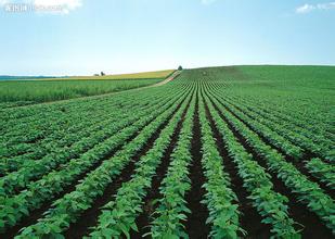 迪庆马铃薯雾培获成功