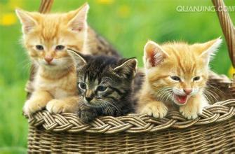 动物也拼颜值 长得丑更容易灭绝