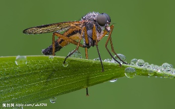 广州“绝育蚊子”可抗寨卡 会成为珍稀动物吗