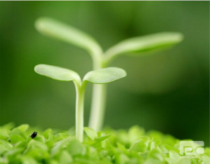 瘦脸勤按3大穴位变V脸