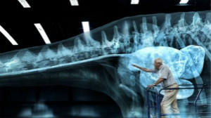 BBC拍摄360&deg;恐龙纪录片