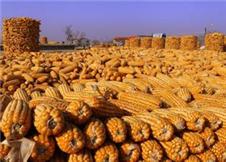 调减玉米产量 农产品将适应消费升级