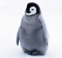 企鹅被老人搭救 每年游8000公里回来看恩人