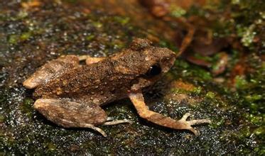 腾冲发现两栖动物科学新种：腾冲掌突蟾