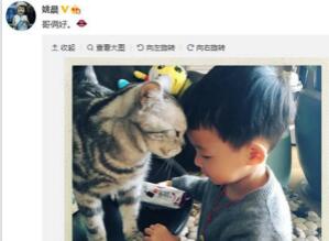 姚晨爱子与猫咪头顶头 画面温馨超有爱