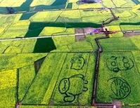大型卡通图案亮相四川广汉油菜花田