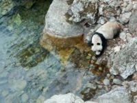 村民偶遇野生大熊猫喝水 身体摇摆似“醉水”