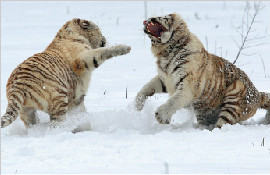 两珍稀白虎为争领地大打出手