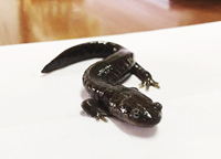 浙江发现中国小鲵 3.2亿年前和恐龙称兄道弟