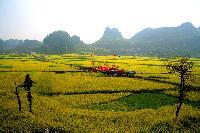 武蛟油菜花引来赏花人