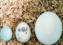 鹌鹑蛋比鸡蛋营养价值更高是真的吗？