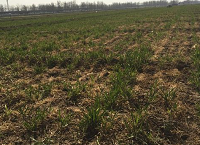 河北邢台开发区千亩小麦枯死 警方介入调查