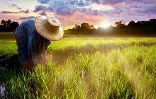 湖南茶陵农民种出彩色大米