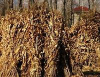 生物质能重大突破 作物秸秆可转化为塑料