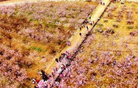 鸟瞰浙江仙居桃花盛开美景