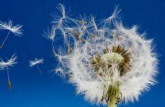 小小蒲公英竟然如此神奇