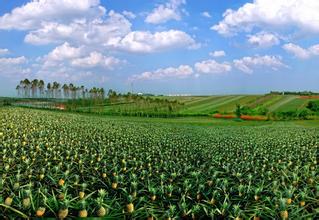 细数18种西藏地标保护产品