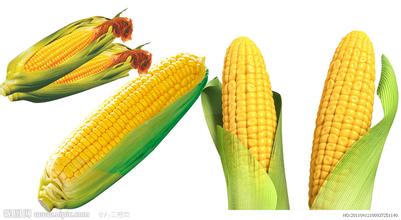 玉米价格一路下跌，种还是不种？