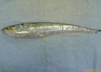 上海刀鱼价格达峰值 单价高至5500元