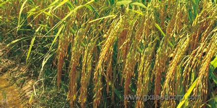 吉林大安：特色种植成农民致富&ldquo;聚宝盆&rdquo;