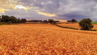 河北宁晋：蜡烛产业“点亮”农民致富路