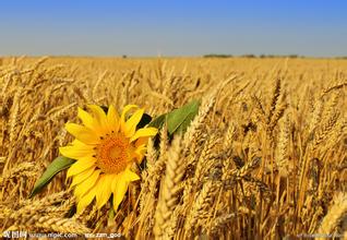 农业部取消陕西省原种猪场国家核心育种场资格