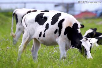 塔城牧家乐助力草原观光畜牧业发展