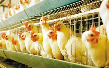 承德：“政银保”金融模式引来扶贫资金“活水”