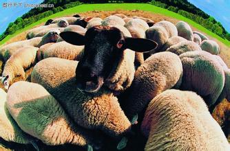 烟台重点建设病死畜禽无害化处理厂