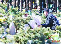 清明将至 鲜花成祭祀扫墓首选物