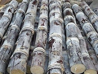 清明蔗,毒过蛇?有种甘蔗吃了会要命！