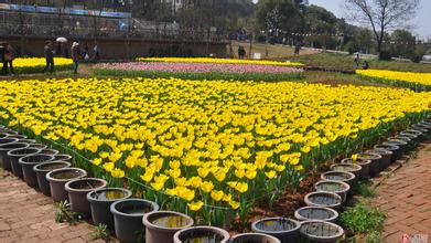 立体种植&ldquo;转&rdquo;起来