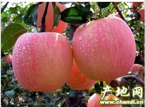 凉城&ldquo;123苹果&rdquo;通过国家农产品地标评审