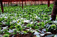 三七粉成功走出国门打入美国市场