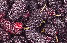 春季养肝食谱让你健康一整年