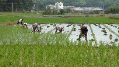 春暖花开农事忙