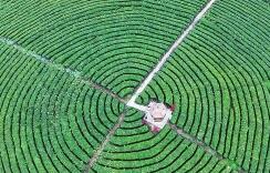 安顺第二届手工制茶技能大赛举行