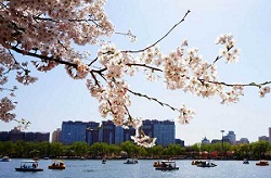 樱红杨柳岸 春暖玉渊潭